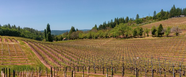 Lava Cap Vineyard West by Nicholas