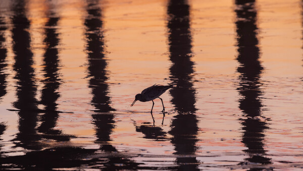 Snack Time by Nicholas