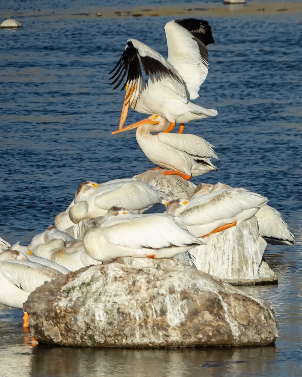 Dominant Pelican by Nicholas