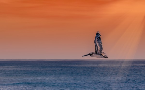 Cabo Pelican by Nicholas
