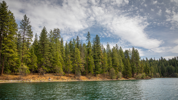 Trees of Lake Britton Print
