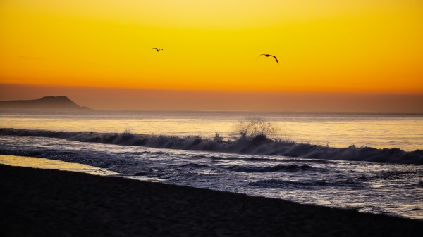 Seagull Sunrise by Nicholas