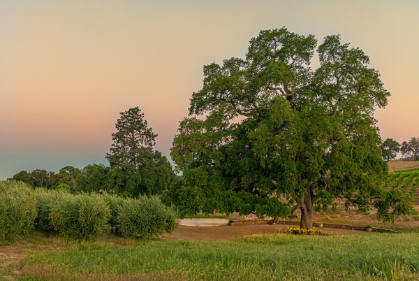 Helwig Winery   by Nicholas