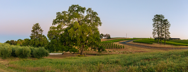 Helwig Winery Panorama by Nicholas
