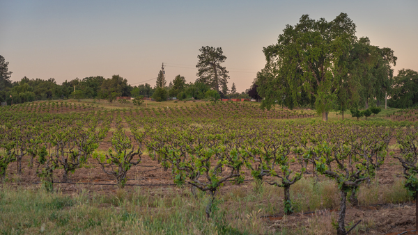 Fiddletown Vineyard at Dawn by Nicholas
