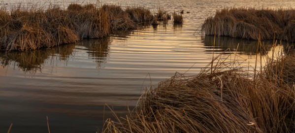 Wetland by Nicholas