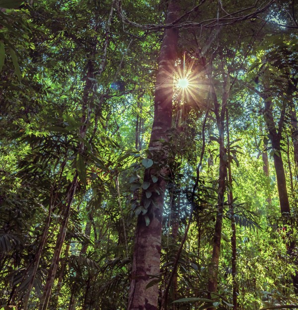 Shine On by Nicholas