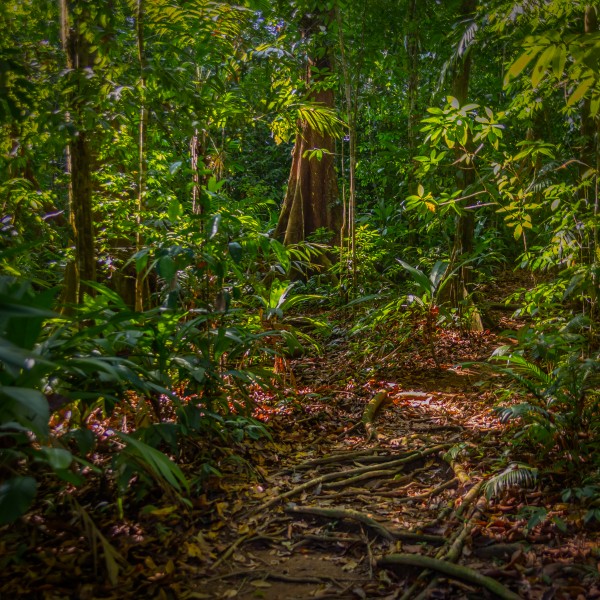 Lost in The Jungle Print