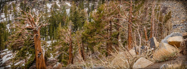 Twigs and Branches by Nicholas