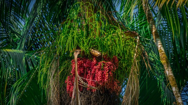 Palm Oil Tree by Nicholas