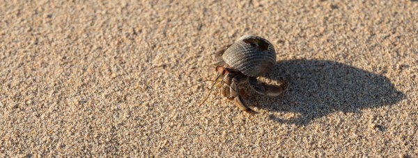 Hole in the crab house by Nicholas