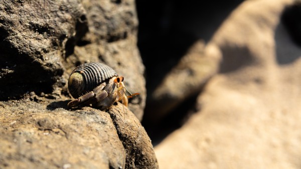 The Lookout by Nicholas