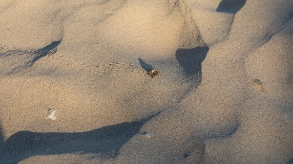 Out for a strole by Nicholas