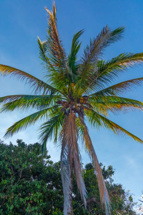 Beautiful Palm by Nicholas