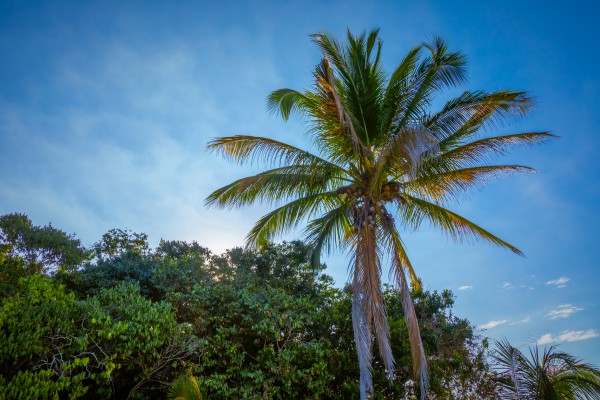 Beautiful Palm 2 by Nicholas