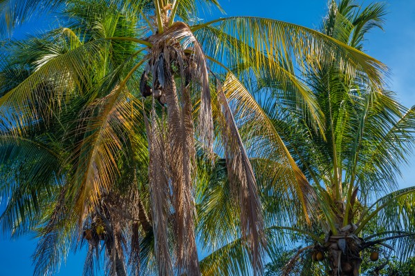 Two Palms by Nicholas