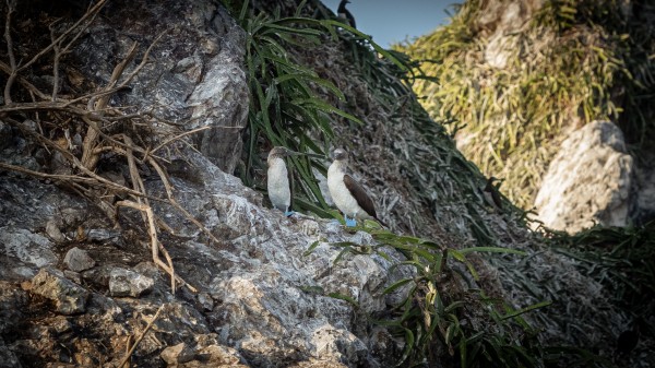 Blue Footed Boobies by Nicholas