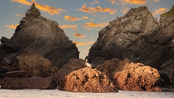 Pelican at Dawn Print