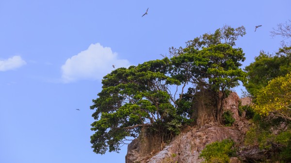 Trees on Outcropping by Nicholas