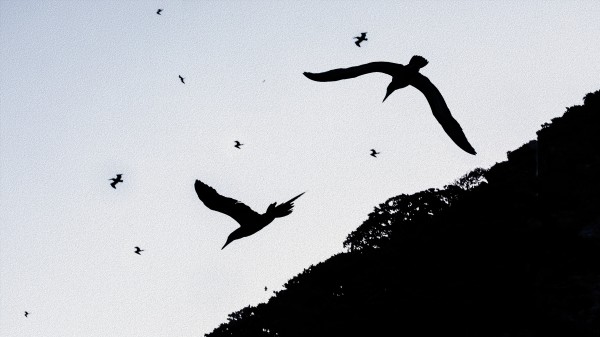 The Chase Is On by Nicholas