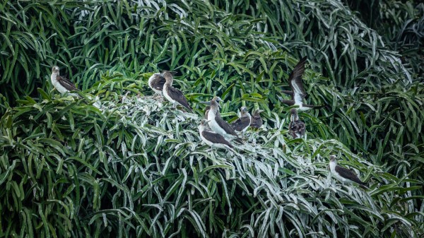 Big Bird Family by Nicholas