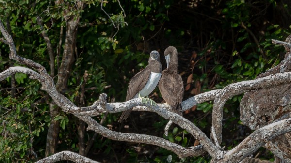 Bird Love by Nicholas