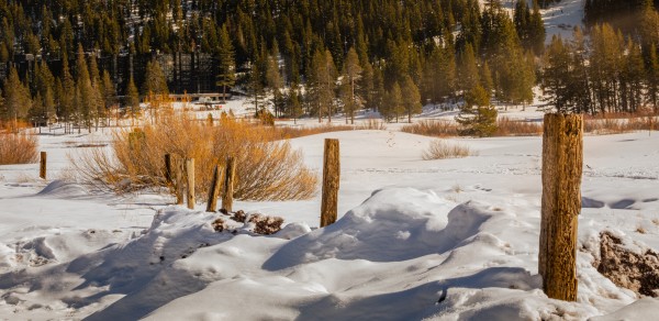 Morning Snow by Nicholas