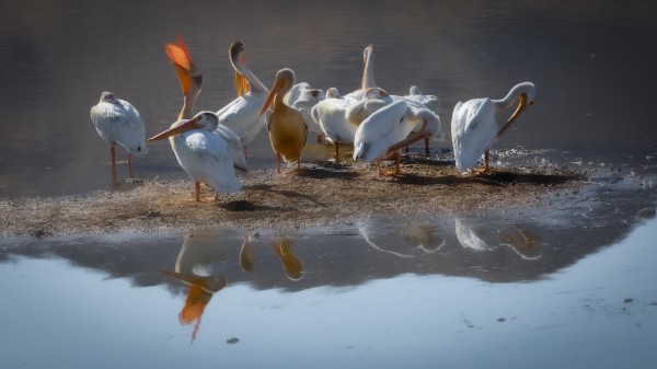 Morning Stretch by Nicholas