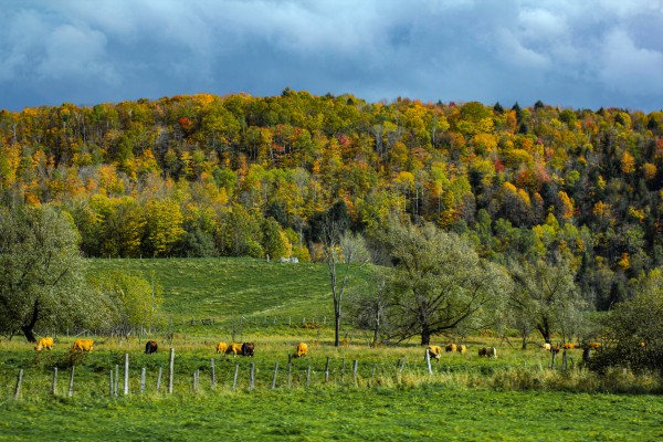 Cows and Colors Print