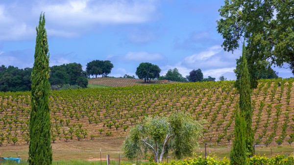 Vinyard and Italian Cypress by Nicholas