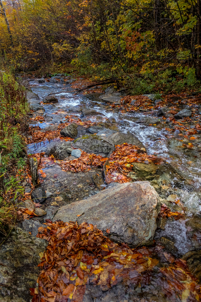 Leaf Filled Creek by Nicholas