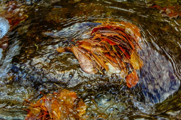 Leaf Blockade by Nicholas