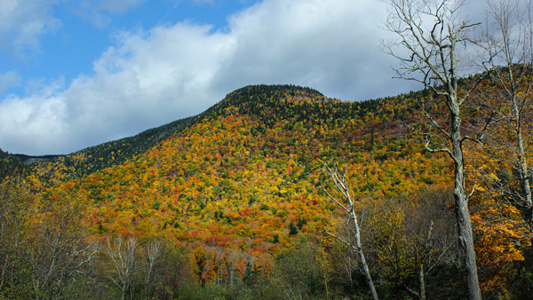 Festive Fall Mountainside by Nicholas
