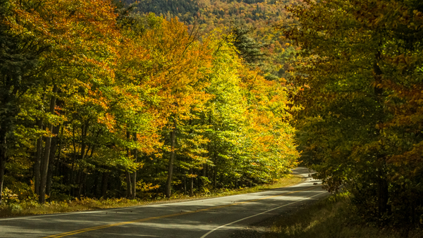 A Golden Road at Dusk by Nicholas