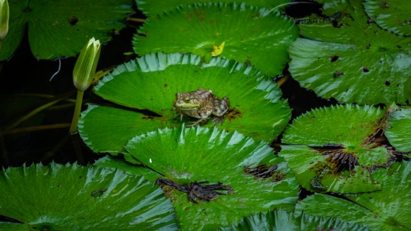 Ribbit Print