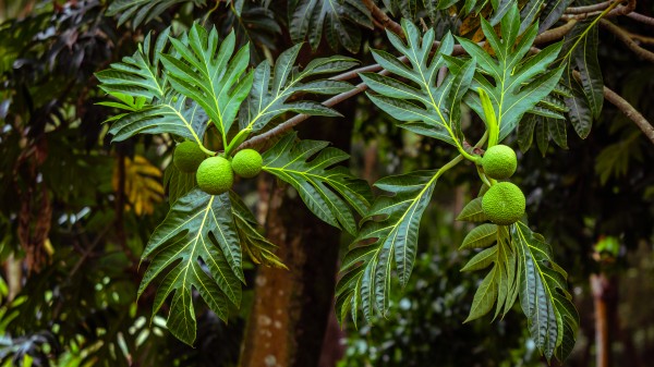 Breadfruit for Two by Nicholas