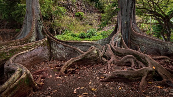 Jurassic Nest by Nicholas