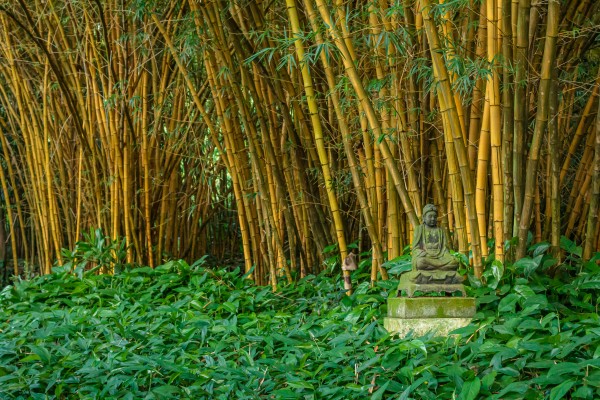 Buddha and the Bamboo Garden by Nicholas