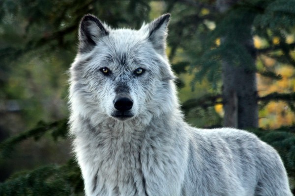 Yellowstone Wolf Print