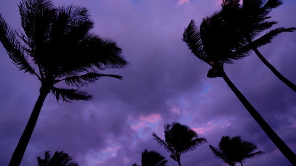 Purple Clouds and Palm Trees by Nicholas