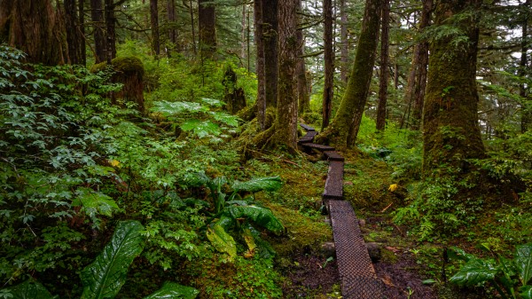 Walk This Way by Nicholas