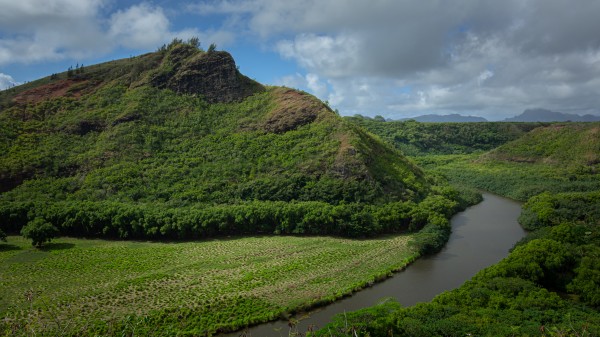 Kauai River by Nicholas