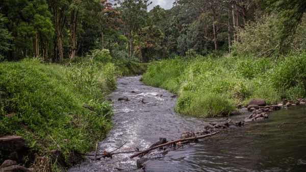 Hawaiian Stream by Nicholas