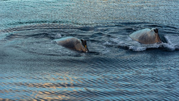 Double Hump Alaska by Nicholas