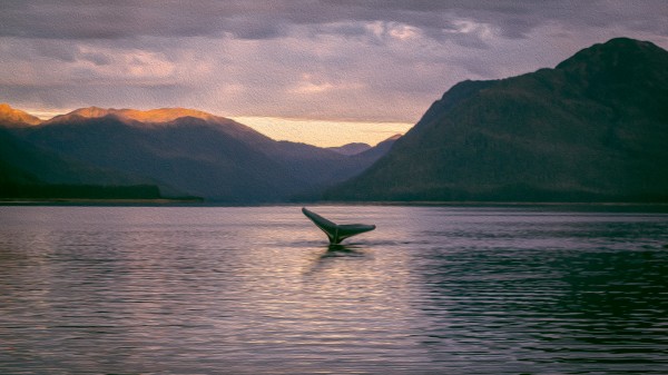 Whale Tail Alaska Print