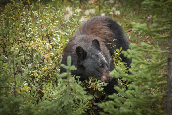 Berry Eating Bear Print