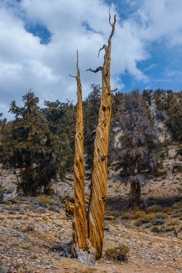 Twin Peaks by Nicholas