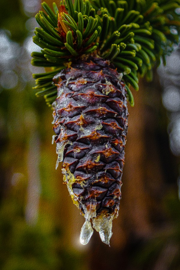 Bristlecone Pine Print