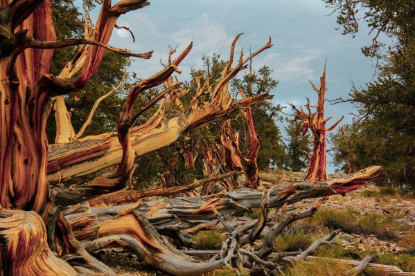 Bristelcone and Moon Vivid by Nicholas