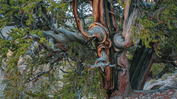 Gnarley Trunk by Nicholas
